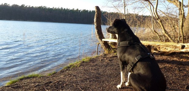 Ausflug mit dem Hund